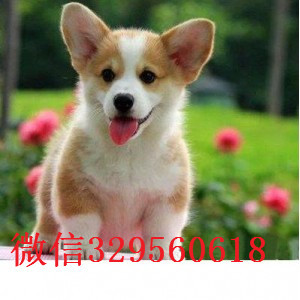 十堰哪里出售高品质柯基幼犬带证书柯基犬包纯
