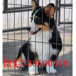 莱芜去哪里买带血统柯基小狗带证书柯基犬疫苗