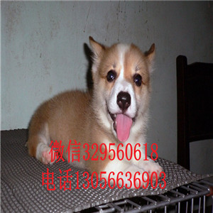 萍乡哪里有卖柯基犬纯种柯基犬短腿柯基威尔士