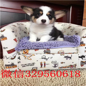 黔东南哪里有卖纯种柯基犬柯基多少钱一只威尔