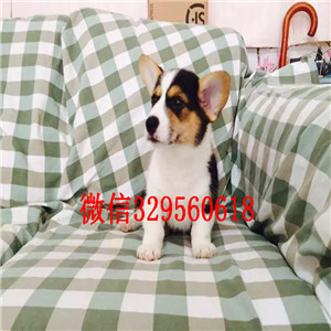 株洲正规狗场犬舍直销柯基幼犬柯基犬图片威尔