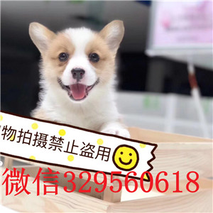 汕尾出售纯种柯基犬柯基多少钱一只短毛小型犬