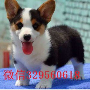 汕头哪里有卖纯种柯基犬纯种 柯基幼犬出售纯种柯基幼犬宝宝威尔士柯基宝宝 短腿柯基