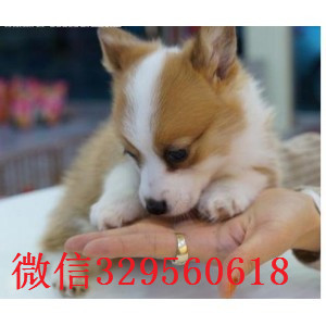 泸州出售纯种柯基犬柯基多少钱一只基地出售纯