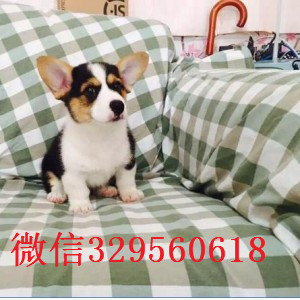 怀化哪里有卖纯种柯基犬出售双血统双色柯基犬短毛小型犬柯基宝宝柯基犬多少钱