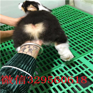 朔州正规狗场犬舍直销柯基幼犬出售双血统双色柯基犬纯种柯基幼犬宝宝精品威尔士柯基犬出售