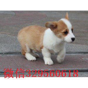 海南州哪里有卖纯种柯基犬柯基多少钱一只基地