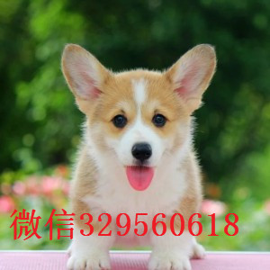 铜川哪里能买到纯种柯基犬出售双血统双色柯基