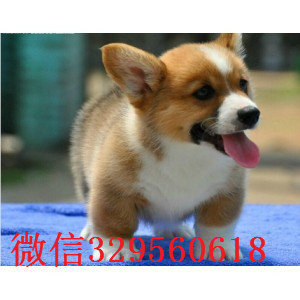 泰安哪里能买到纯种柯基犬柯基犬图片威尔士柯