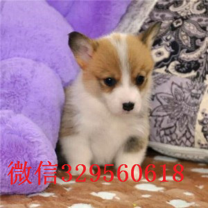 锡林郭勒出售纯种柯基犬纯种 柯基幼犬出售基