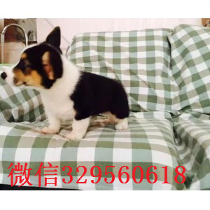 定西正规狗场犬舍直销柯基幼犬柯基犬图片基地