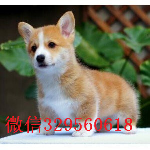 陇南出售纯种柯基犬纯种 柯基幼犬出售威尔士