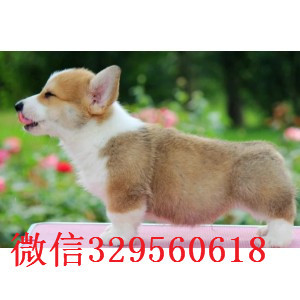 莱芜出售纯种柯基犬出售双血统双色柯基犬纯种