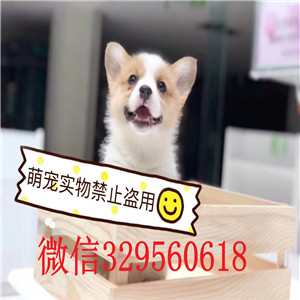 盘锦哪里能买到纯种柯基犬柯基犬图片基地出售