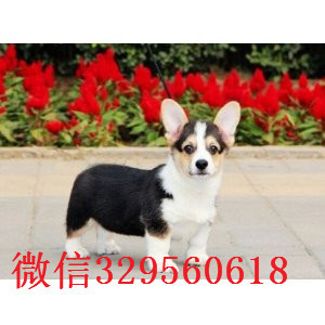 赤峰正规狗场犬舍直销柯基幼犬纯种 柯基幼犬