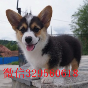 延庆出售纯种柯基犬柯基犬图片短毛小型犬柯基