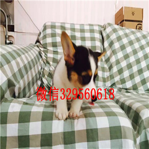广元哪里有卖柯基犬出售精品柯基犬宝宝纯种小