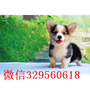 信阳地出售高品质柯基犬双色三色柯基犬 多少