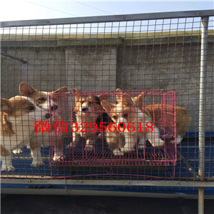 德阳地出售高品质柯基犬双色三色柯基犬 多少