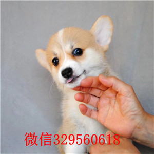 盘锦宠物店柯基多少钱一只双色柯基多少钱一只赛级双色柯基幼犬纯种柯基犬小狗多少钱