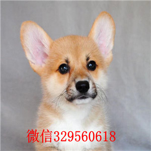 盘锦宠物店柯基多少钱一只双色柯基多少钱一只赛级双色柯基幼犬纯种柯基犬小狗多少钱