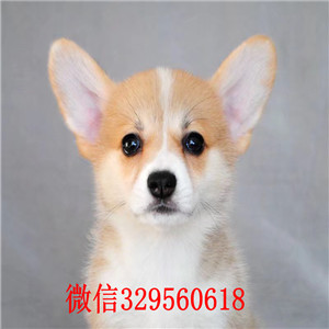 莱芜纯种柯基小短腿多少钱哪里有卖精品柯基犬