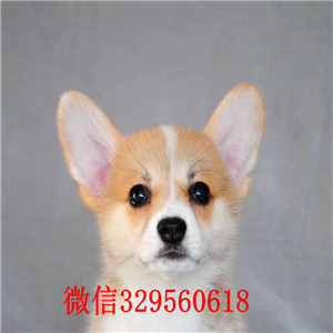 盘锦宠物店柯基多少钱一只双色柯基多少钱一只赛级双色柯基幼犬纯种柯基犬小狗多少钱