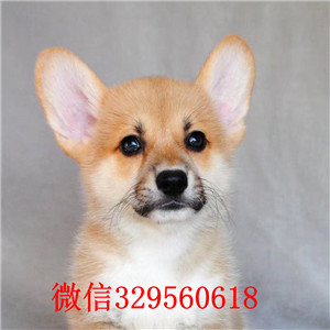 铁岭出售纯种柯基犬出售纯种威尔士短腿小柯基