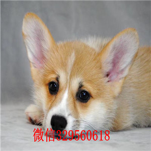 朝阳宠物店柯基多少钱一只双色柯基多少钱一只