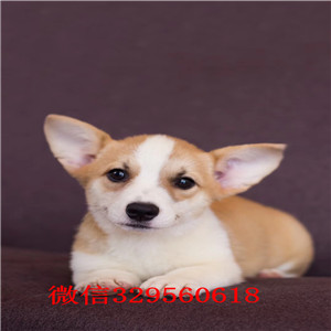 濮阳纯种柯基小短腿多少钱双色柯基多少钱一只