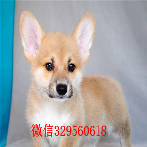 汕尾宠物店柯基多少钱一只柯基犬多少钱一只三