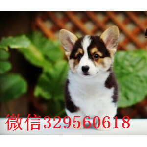 周口哪里有卖柯基犬短毛小型犬柯基宝宝柯基犬