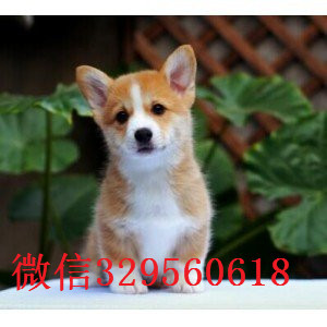 十堰哪里有卖柯基犬短毛小型犬柯基宝宝三通柯