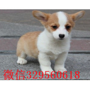 汕尾哪里有卖柯基犬小短腿威尔士柯基犬双血统