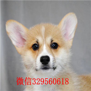 莱芜柯基犬犬舍威尔士柯基犬柯基犬出售柯基犬