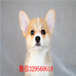 周口柯基犬多少钱双色柯基犬双血统柯基犬柯基