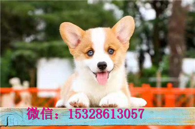 盘锦1哪里有柯基犬出售威尔士柯基犬多少钱小