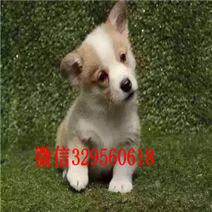 巴音郭楞哪里有出售柯基犬的柯基犬图片纯种柯基犬多少钱双血统带证书柯基幼犬