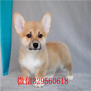盘锦柯基犬出售双色柯基犬柯基犬出售柯基犬价