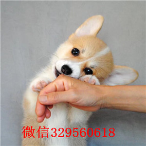 焦作柯基犬多少钱威尔士柯基犬双血统柯基犬柯