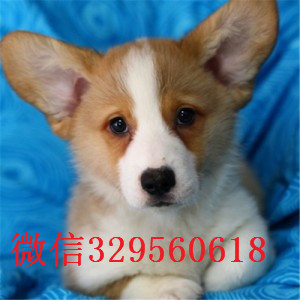 汕尾柯基犬多少钱一只哪里有双血统柯基犬出售