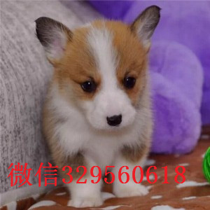 鸡西哪里有卖柯基犬幼犬哪里有双血统柯基犬纯
