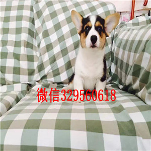 巴音郭楞哪里有出售柯基犬的柯基犬图片纯种柯基犬多少钱双血统带证书柯基幼犬