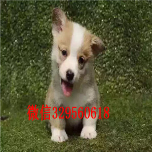 盘锦哪里有出售柯基犬的大围脖双色三色均有纯