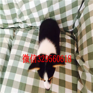 铁岭柯基犬多少钱一只柯基犬图片纯种柯基犬多