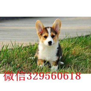 汕头哪里有卖柯基犬幼犬哪里有双血统柯基犬威