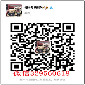 荆州哪里有纯种的柯基双血统柯基柯基犬喂养纯