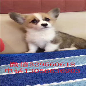 漯河哪里有纯种的柯基三色柯基犬出售双色柯基