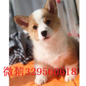  东营哪里有柯基犬狗场带证书的柯基犬三色柯