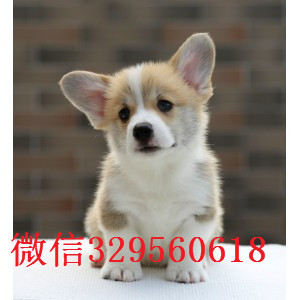 汕头哪里出售纯种柯基犬三色柯基多少钱柯基狗